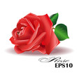 Red rose on white background. Vector illustration.