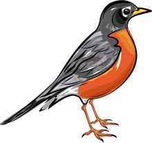 American Robin Bird Vector Illustration