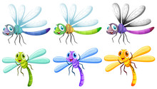 Dragonflies In Six Colors