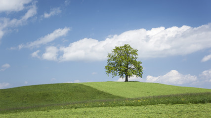 lonely tree on a hill