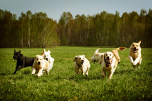 Large Group Of Dogs Golden Retrievers Running