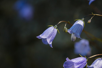 Glockenblumen (Campanula) 