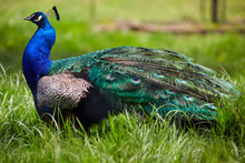 Beautiful Peacock In Grass