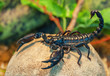 live black scorpion