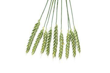 Green wheat ears isolated