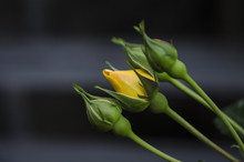 Yellow Rose Buds On A Dark Background