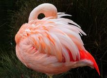 Preening Flamingo