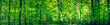 Green forest panorama in the spring