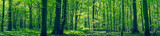 Fototapeta Las - Green forest panorama scenery
