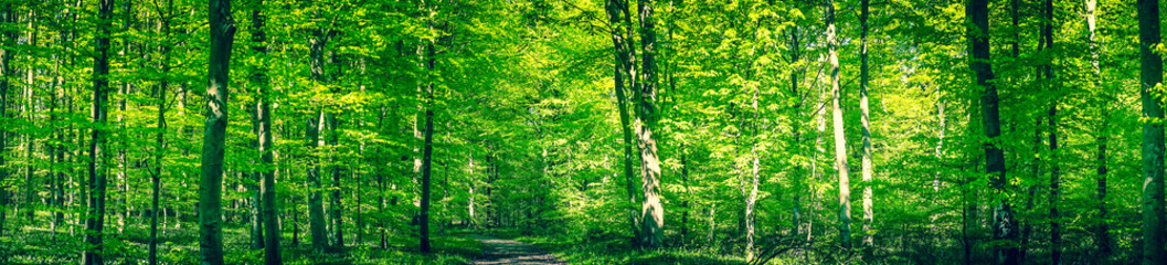 Wall Mural - green forest panorama in the spring