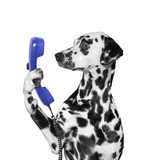 Fototapeta Koty - dog keeps phone in its paw