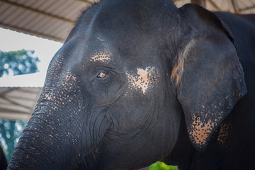 Portrait of elephant in Thailand, Asia