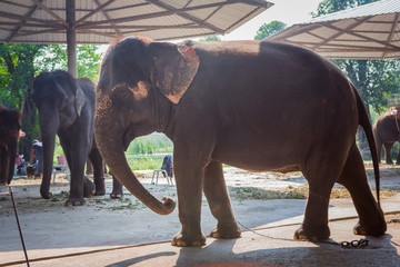 Portrait of elephant in Thailand, Asia