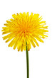 The yellow flower of a dandelion close up