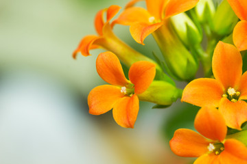 Wall Mural - Flowers in the Garden