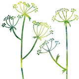 Fototapeta Dmuchawce - floral composition with dill plant