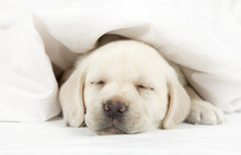 Labrador Puppy Sleeping In A Bed
