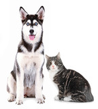 Fototapeta Zwierzęta - Cat and dog together, isolated on white