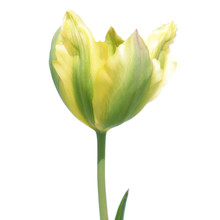 Viridiflora Tulip Isolated On White Background