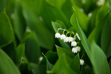 Lilies Of The Valley, May-lily, Nature, Wild Flower