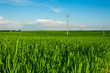 green field/power line on a green field with the blue sky