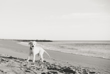 Dog At The Beach On Summer Vacation Holidays. Black White Photography