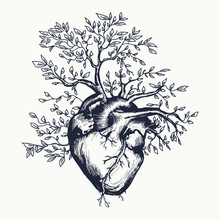 Anatomical Human Heart From Which The Tree Grows