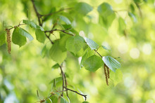 Birch Leaves With Catkins In Sunny Spring Day, Shallow Focus