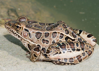 Poster - Leopard Frog Sitting On A Rock