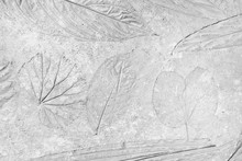 Marks Of Leaf On Grey Concrete Background