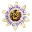 © sbgoodwin - Single bloom of the blue passionflower (Passiflora caerulea) isolated against a white background