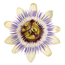 Single Bloom Of The Blue Passionflower (Passiflora Caerulea) Isolated Against A White Background