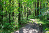 Fototapeta Las - Footpath in a summer sunny forest, beautiful landscape