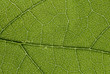 © duydophotography - Super macro of leaf, skeleton leaf