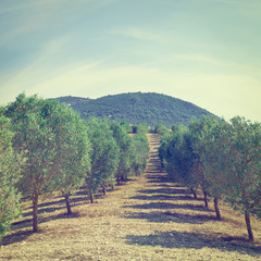 Canvas Print - Olive Grove