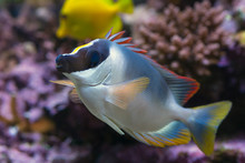 Powder Blue Tang Fish In Aquarium