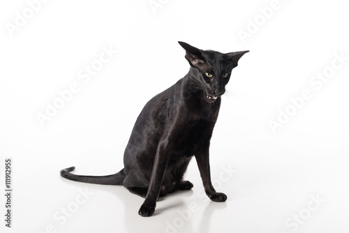 Curious Black Oriental Shorthair Cat Sitting On White Table With