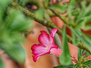 Wall Mural - Closeup of fresh pink flower with water drops after rain, nature background