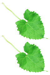 Poster - Two serrated leaves isolated on white