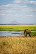 Elephants in the Tarangire National Park in north Tanzania, Africa