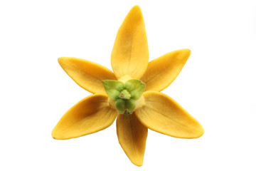 ylang ylang flower isolated on white background.