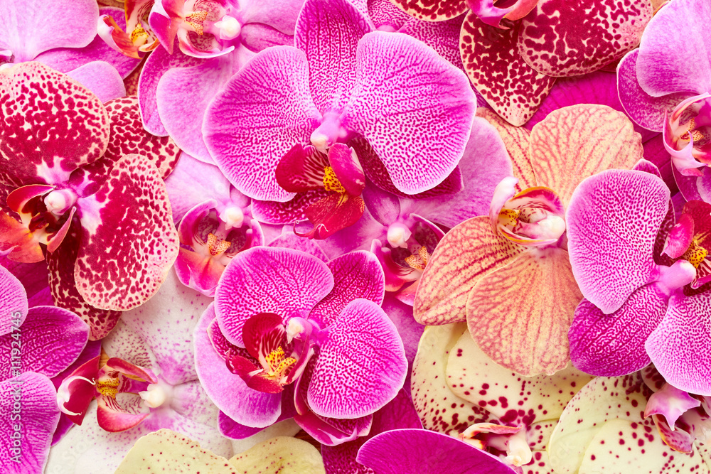 Orchid flowers - obrazy, fototapety, plakaty 