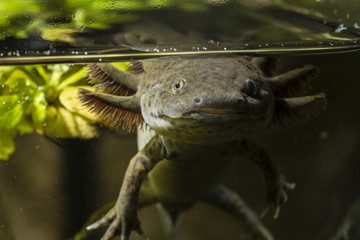 Wall Mural - Axolotl in the aquarium