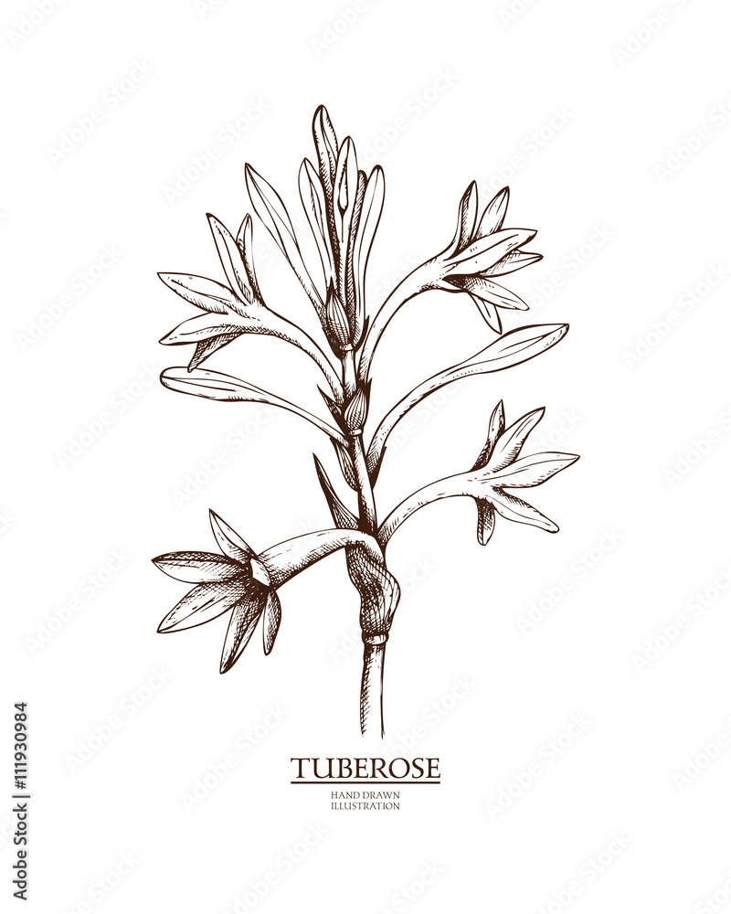 Ink hand drawn tuberose (Polianthes tuberosa) isolated on white ...