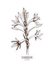 Ink Hand Drawn Tuberose (Polianthes Tuberosa) Isolated On White Background. Vector Illustration Of Highly Detailed Aromatic Plant. Perfumery Ingredient And Materials.