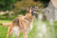 German Shepherd Dog Outside Playing In Water