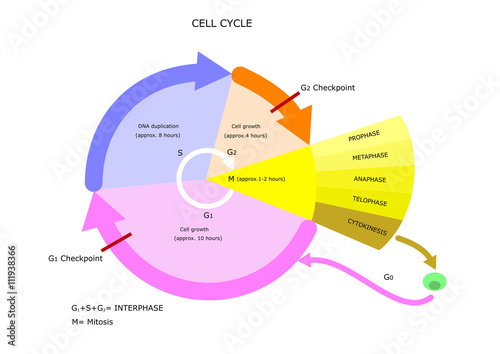 biology: cell cycle, main phases Poster Mural XXL