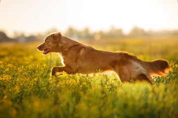 Wall Mural - Dog Nova Scotia Duck Tolling Retriever walking