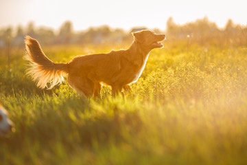 Wall Mural - Dog Nova Scotia Duck Tolling Retriever walking