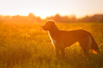 Wall Mural - Dog Nova Scotia Duck Tolling Retriever walking